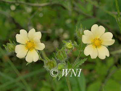 Potentilla recta, Sulphur Cinquefoil
